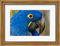 Framed Blue Hyacinth Macaw, Anodorhynchus Hyacinthinus
