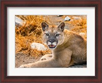 Framed Mountain Lion, Cougar, Puma Concolor