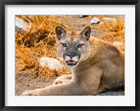 Framed Mountain Lion, Cougar, Puma Concolor