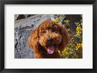 Framed Labradoodle In A Desert Garden