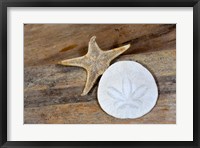 Framed Sand Dollar And Starfish Still-Life