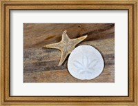 Framed Sand Dollar And Starfish Still-Life