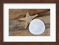Framed Sand Dollar And Starfish Still-Life