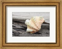 Framed Ruffled Clam Shell - Tridacna Squamosa