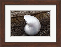Framed Whole Pearl Nautilus Shell