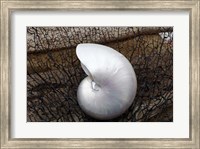 Framed Whole Pearl Nautilus Shell