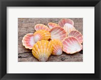 Framed Hawaiian Sunrise Shells