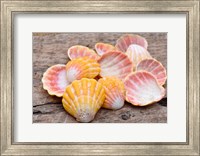 Framed Hawaiian Sunrise Shells