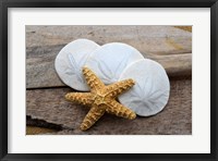 Framed Sand Dollar And Starfish Still-Life