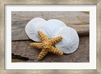 Framed Sand Dollar And Starfish Still-Life