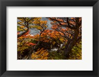 Framed Argentina, Los Glaciares National Park Lenga Beech Trees In Fall