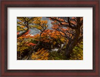 Framed Argentina, Los Glaciares National Park Lenga Beech Trees In Fall