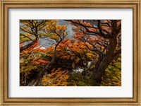 Framed Argentina, Los Glaciares National Park Lenga Beech Trees In Fall