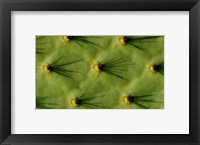 Framed Ecuador, Galapagos Islands Opuntia Cactus Quill Details And Shadows