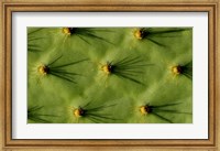 Framed Ecuador, Galapagos Islands Opuntia Cactus Quill Details And Shadows