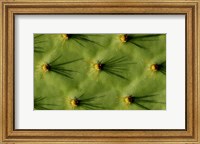 Framed Ecuador, Galapagos Islands Opuntia Cactus Quill Details And Shadows