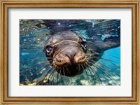 Framed Galapagos Islands, Santa Fe Island Galapagos Sea Lion Swims In Close To The Camera