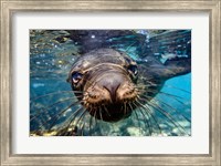 Framed Galapagos Islands, Santa Fe Island Galapagos Sea Lion Swims In Close To The Camera