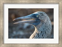 Framed Galapagos Islands, North Seymour Island Blue-Footed Booby Portrait