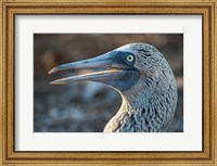 Framed Galapagos Islands, North Seymour Island Blue-Footed Booby Portrait