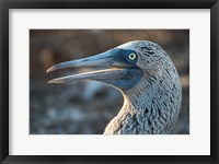Framed Galapagos Islands, North Seymour Island Blue-Footed Booby Portrait