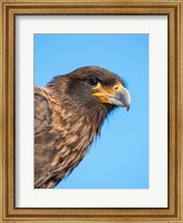 Framed Adult With Typical Yellow Skin In Face Striated Caracara Or Johnny Rook, Falkland Islands