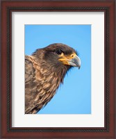Framed Adult With Typical Yellow Skin In Face Striated Caracara Or Johnny Rook, Falkland Islands