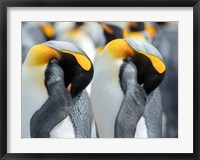 Framed King Penguin On Falkland Islands 1