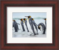 Framed King Penguin On Falkland Islands 2