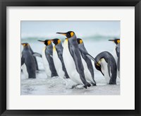 Framed King Penguin On Falkland Islands 2