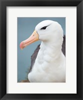 Framed Black-Browed Albatross, Falkland Islands