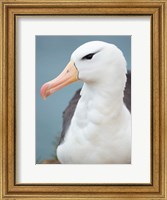 Framed Black-Browed Albatross, Falkland Islands