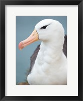 Framed Black-Browed Albatross, Falkland Islands