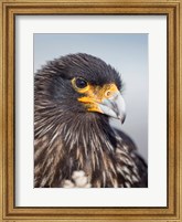 Framed Adult Striated Caracara, Protected, Endemic To The Falkland Islands