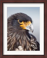 Framed Adult Striated Caracara, Protected, Endemic To The Falkland Islands