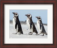 Framed Magellanic Penguin, Falkland Islands