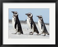 Framed Magellanic Penguin, Falkland Islands