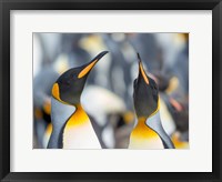 Framed King Penguin, Falkland Islands 3