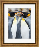Framed King Penguin, Falkland Islands 4