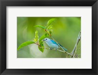Framed Costa Rica, Sarapiqui River Valley, Blue-Grey Tanager On Limb