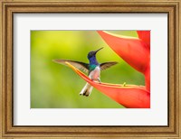 Framed Costa Rica, Sarapiqui River Valley, Male White-Necked Jacobin On Heliconia