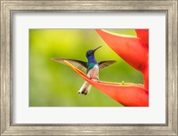 Framed Costa Rica, Sarapiqui River Valley, Male White-Necked Jacobin On Heliconia