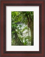 Framed Costa Rica, Sarapiqui River Valley, Rio Puerto Viejo River In Rainforest