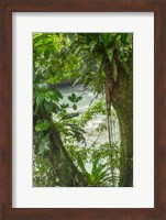 Framed Costa Rica, Sarapiqui River Valley, Rio Puerto Viejo River In Rainforest