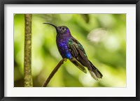 Framed Costa Rica, Monte Verde Cloud Forest Reserve Violet Sabrewing Close-Up
