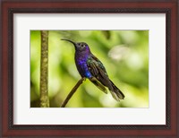 Framed Costa Rica, Monte Verde Cloud Forest Reserve Violet Sabrewing Close-Up