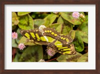 Framed Costa Rica, La Paz River Valley Captive Butterfly In La Paz Waterfall Garden