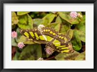 Framed Costa Rica, La Paz River Valley Captive Butterfly In La Paz Waterfall Garden