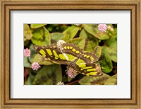 Framed Costa Rica, La Paz River Valley Captive Butterfly In La Paz Waterfall Garden