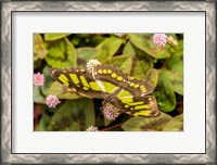 Framed Costa Rica, La Paz River Valley Captive Butterfly In La Paz Waterfall Garden